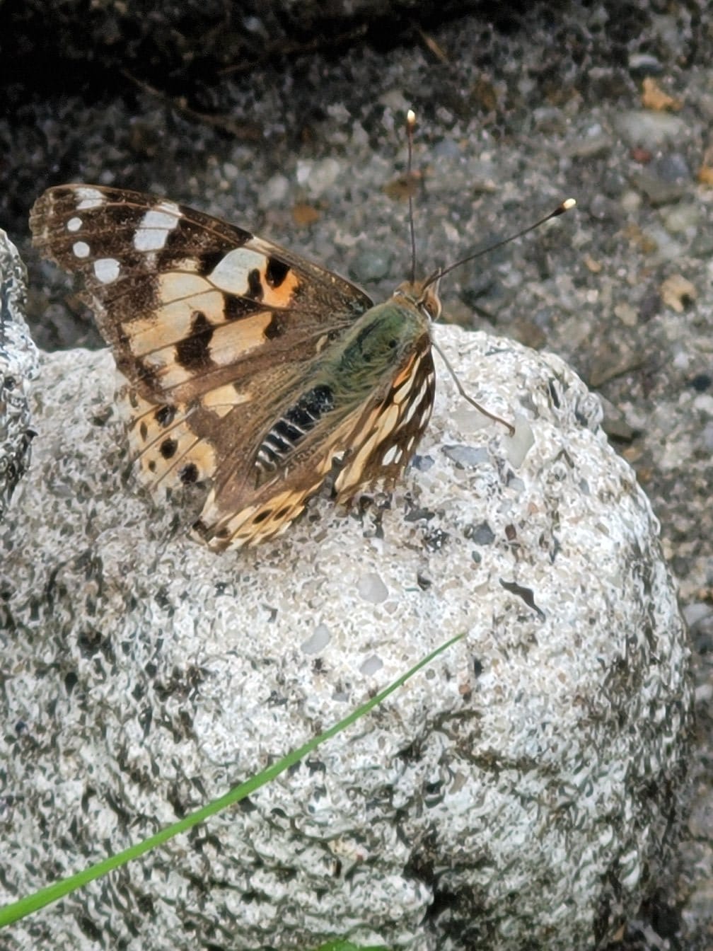 vlinder mftencaat